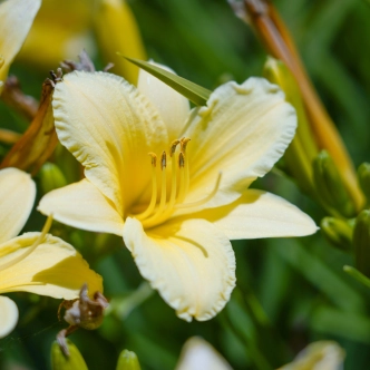 HEMEROCALLIS STELLA CITRON