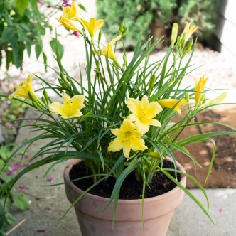 HEMEROCALLIS STELLA CITRON