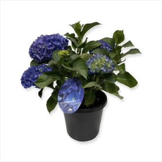 HYDRANGEA MACROPHYLLA BLUE BALL