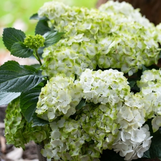 HYDRANGEA MACROPHYLLA MAGICAL PEARL