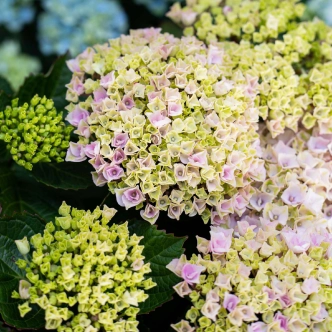 HYDRANGEA MAGICAL REVOLUTION PINK