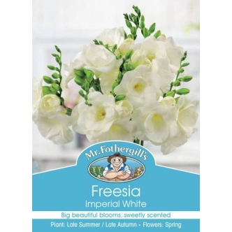 FREESIA IMPERIAL WHITE