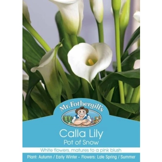 CALLA LILY POT OF SNOW