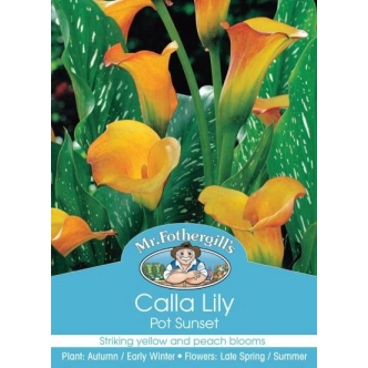 CALLA LILY POT SUNSET