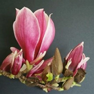 MAGNOLIA BURGUNDY GLOW