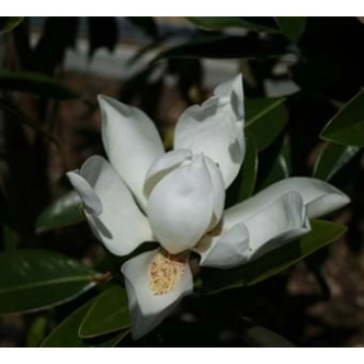 MAGNOLIA GRANDIFLORA SWEET N NEAT 200MM