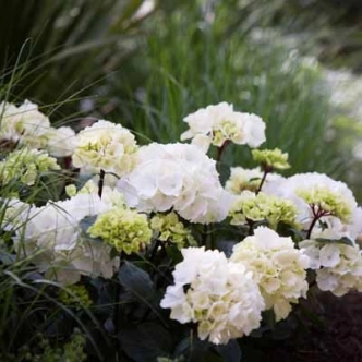 HYDRANGEA WHITE KNIGHT 20CM