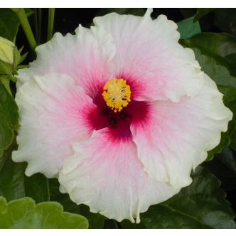 HIBISCUS RIO SHABBY CHIC