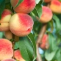 NECTARINE PEACHARINE BR