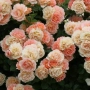 PEACH PROFUSION