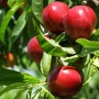 NECTARINE GOLDMINE BR