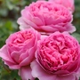 PRINCESS ALEXANDRA OF KENT