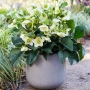 HELLEBORE MOLLY'S WHITE