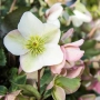 HELLEBORE MOLLY'S WHITE