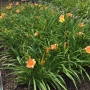 HEMEROCALLIS STELLA TANGERINE