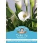 CALLA LILY POT OF SNOW