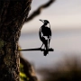 MAGPIE