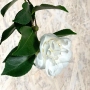 Thumb image 3811