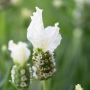 Thumb image 3376