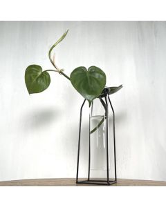 TEST TUBE BLACK PROPAGATION STAND MED