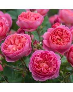 BOSCOBEL STANDARD 90CM