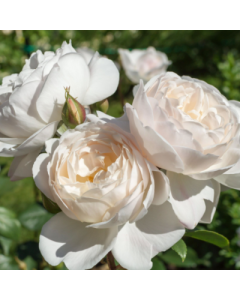 DESDEMONA STANDARD 90CM