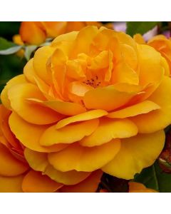 GOLDEN BEAUTY STANDARD