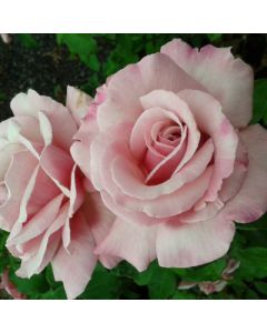 HEAVEN SCENT STANDARD 90CM