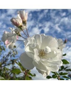 ICEBERG STANDARD 90CM