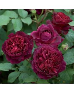 MUNSTEAD WOOD STANDARD 90CM