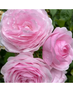 OLIVIA ROSE AUSTIN STANDARD 90CM