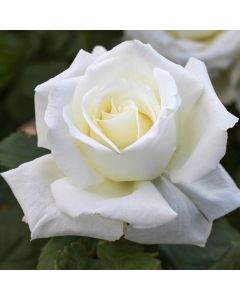 POPE JOHN PAUL II STANDARD 90CM