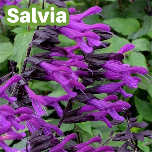 GARDEN PLANTS IN SEASON Heynes