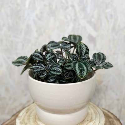 PILEA INVOLUCRATA NORFOLK 130MM Heynes