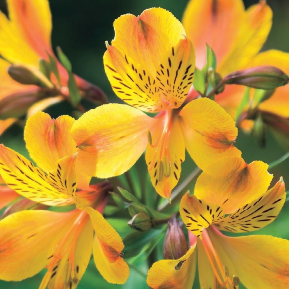 ALSTROEMERIA YELLOW KING | Heynes