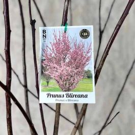 Prunus Blireana | Heynes