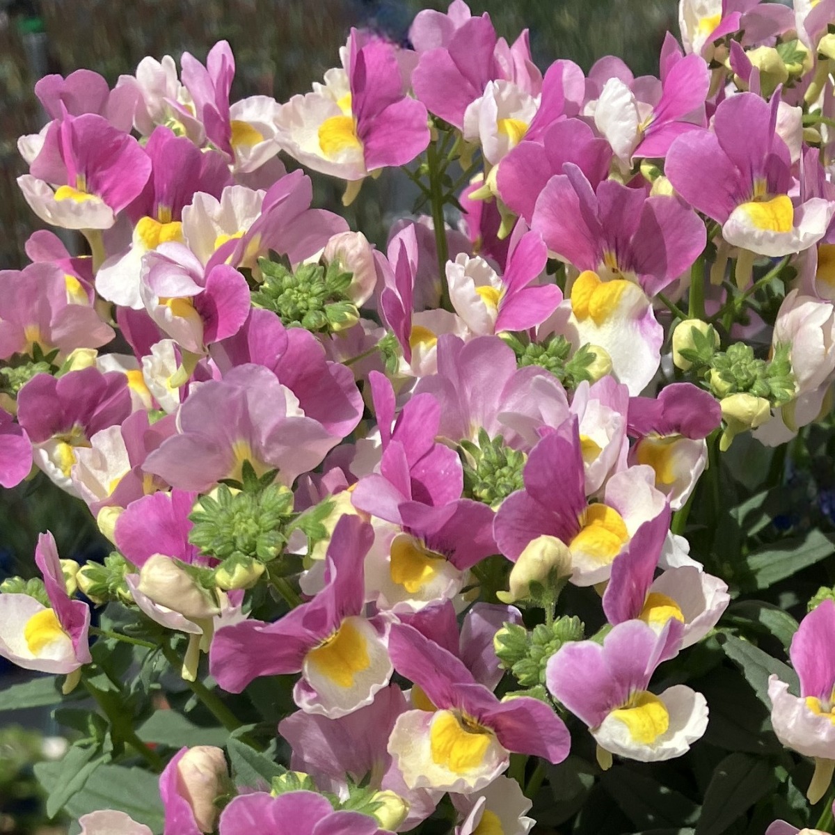 NEMESIA COCONUT ICE Heynes