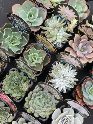 Cacti & Succulents Growing Guide