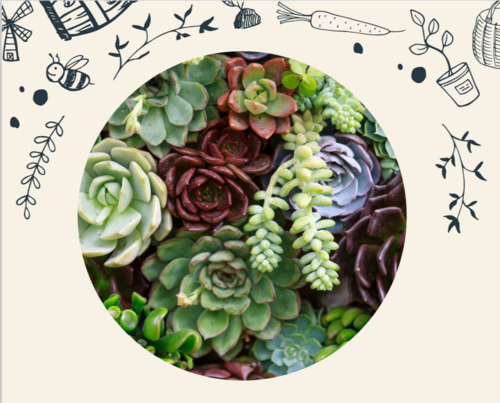 Succulents Growing Guide